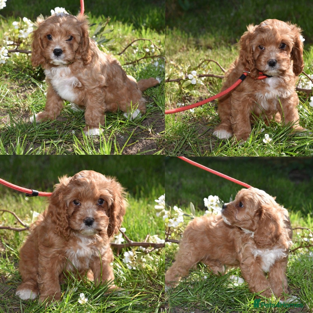 Cavapoo dogs Ready Now F1 Toy Cavapoo Puppies Health Tested - Advert 12