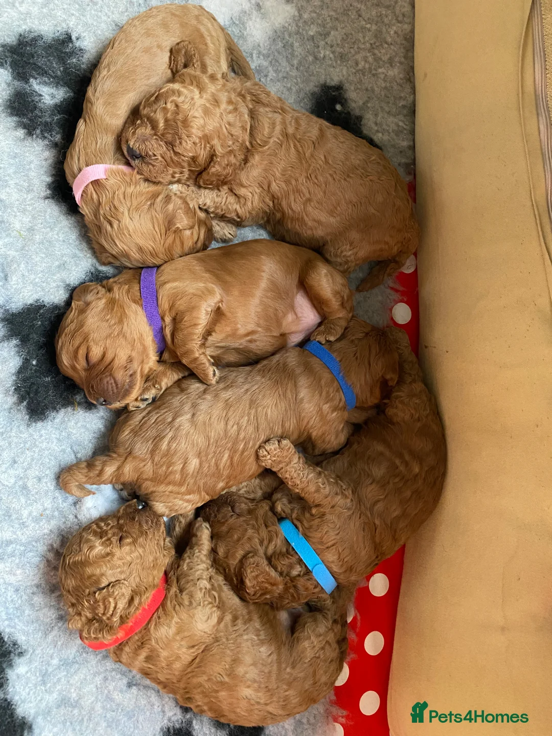 Cavapoo dogs for sale: Cavapoo F1B - Advert 2