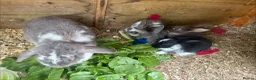 Mixed Breed rabbits for sale: gorgeous baby bunnies  - Advert 2