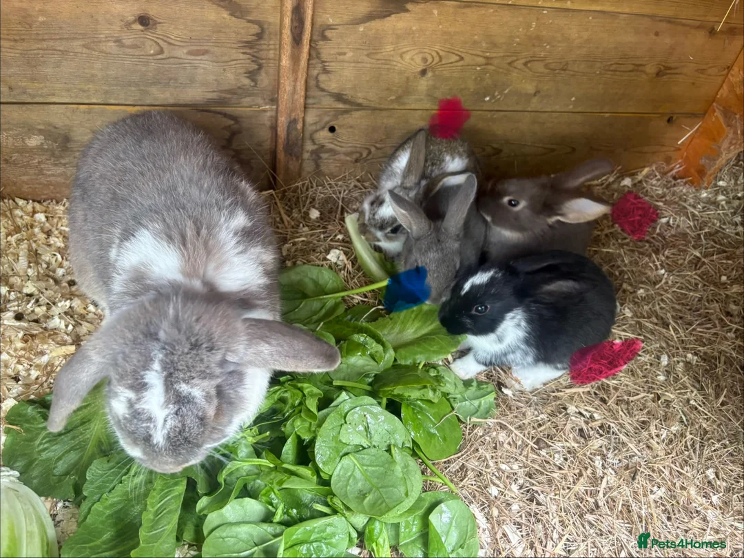 Mixed Breed rabbits for sale: gorgeous baby bunnies  - Advert 2
