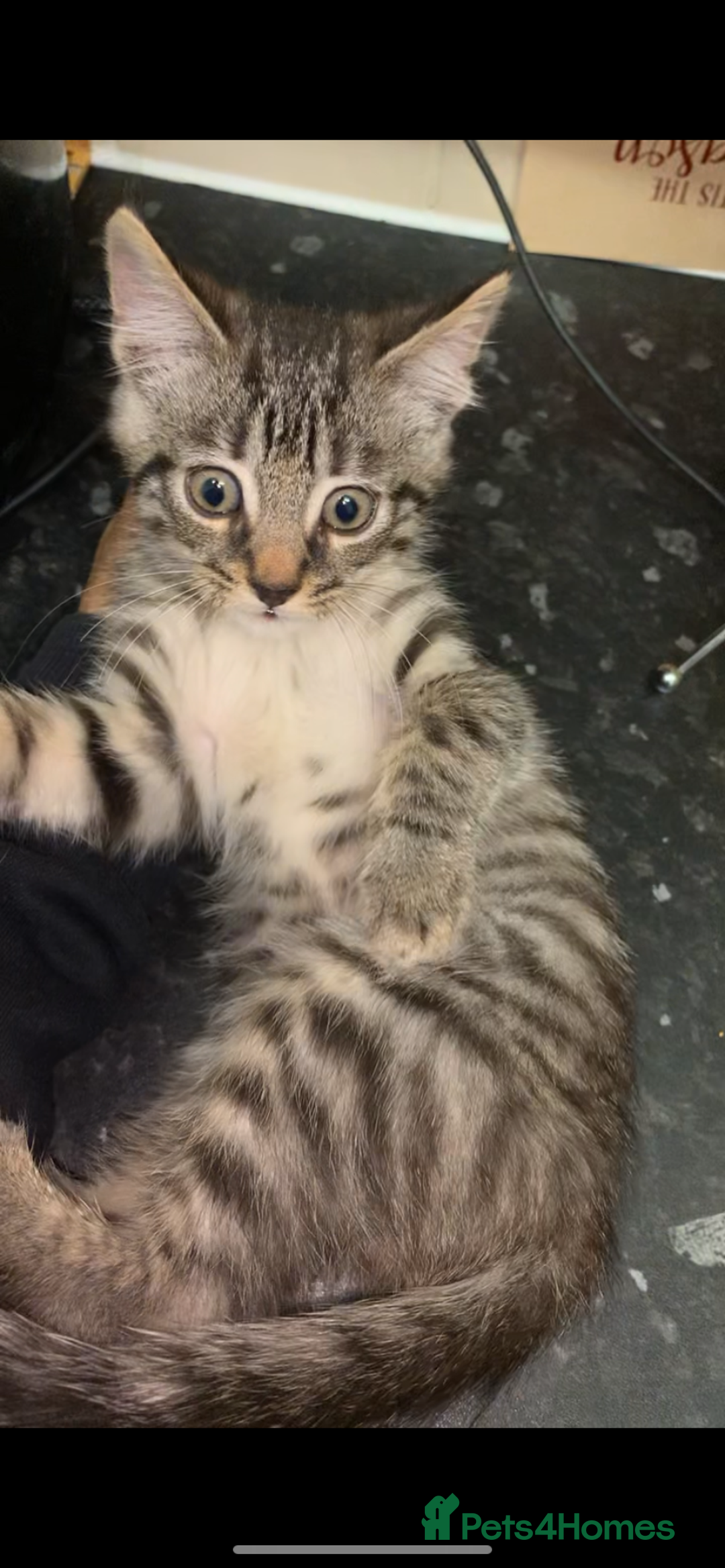 Maine Coon cats for sale: Beautiful Maine Coon Kittens  - Advert 6