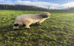 Sheep livestock for sale: 2 x Swiss Valais Blacknose Sheep wethers - Advert 1