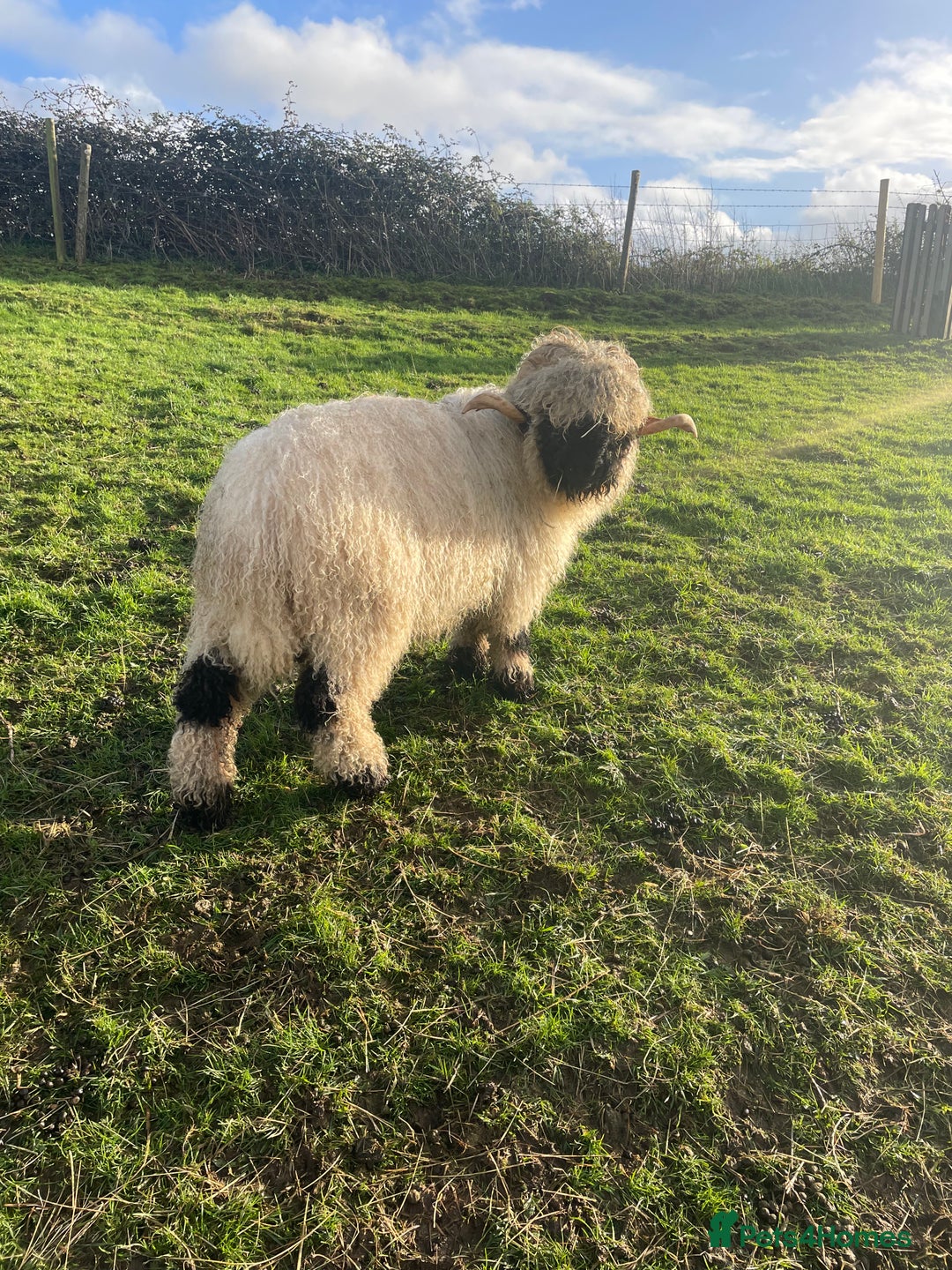 Sheep livestock for sale: 2 x Swiss Valais Blacknose Sheep wethers - Advert 1