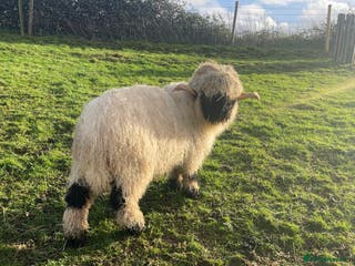 Sheep livestock 2 x Valais Blacknose Sheep (SOLD S.T. Collection) - Advert 7