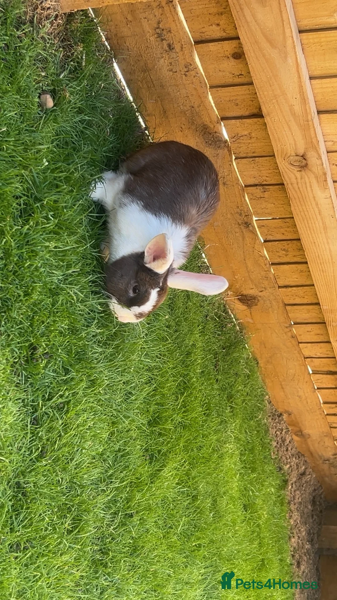 Mixed Breed rabbits for sale: Male Rabbit Looking for a Loving Home 🏡 in Derby - Advert 2