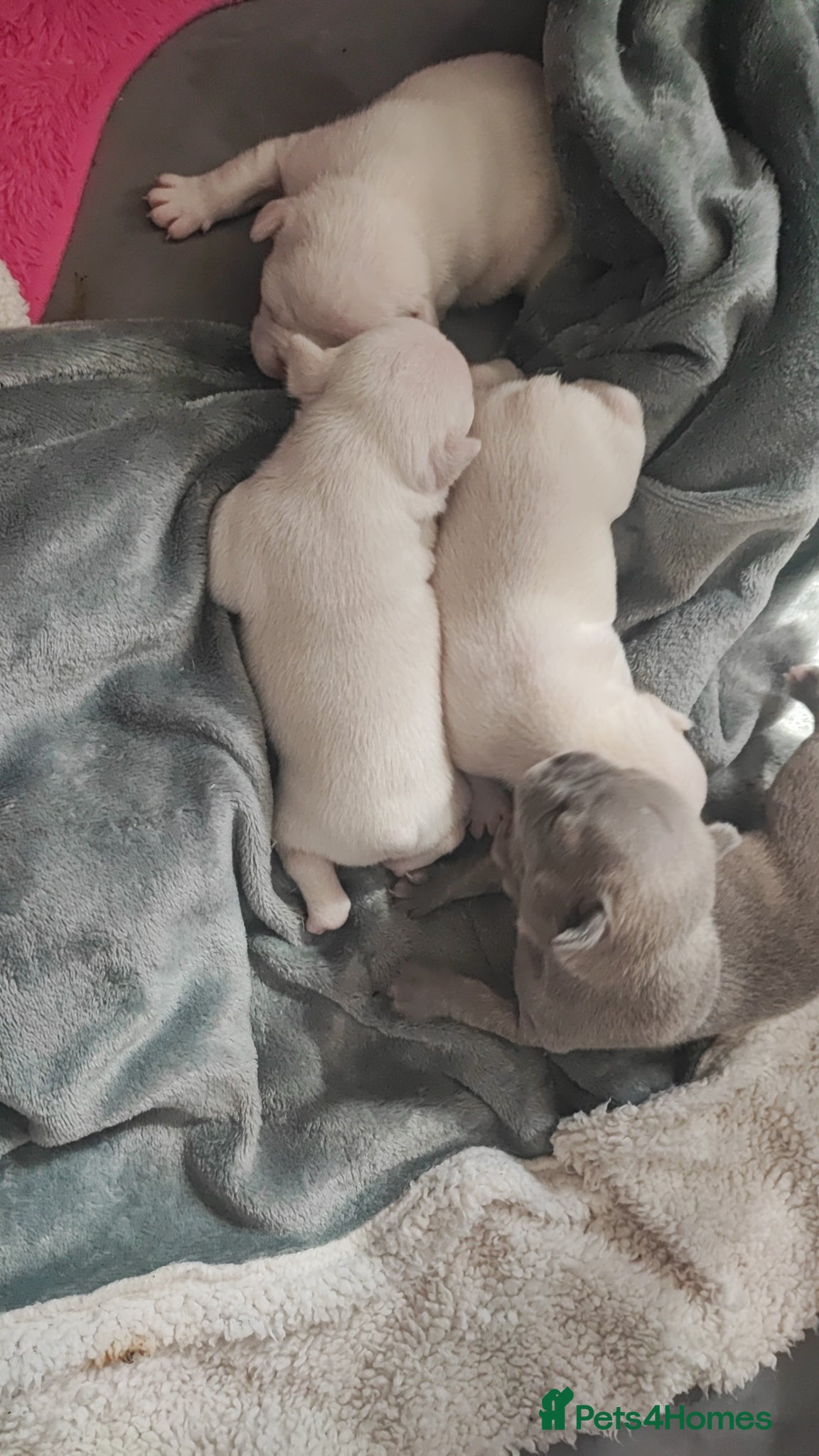 French Bulldog dogs for sale: french bulldog puppies in Nottingham - Advert 3
