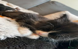 British Longhair cats for sale: 3 Gorgeous Longhaired Kittens - Image 15