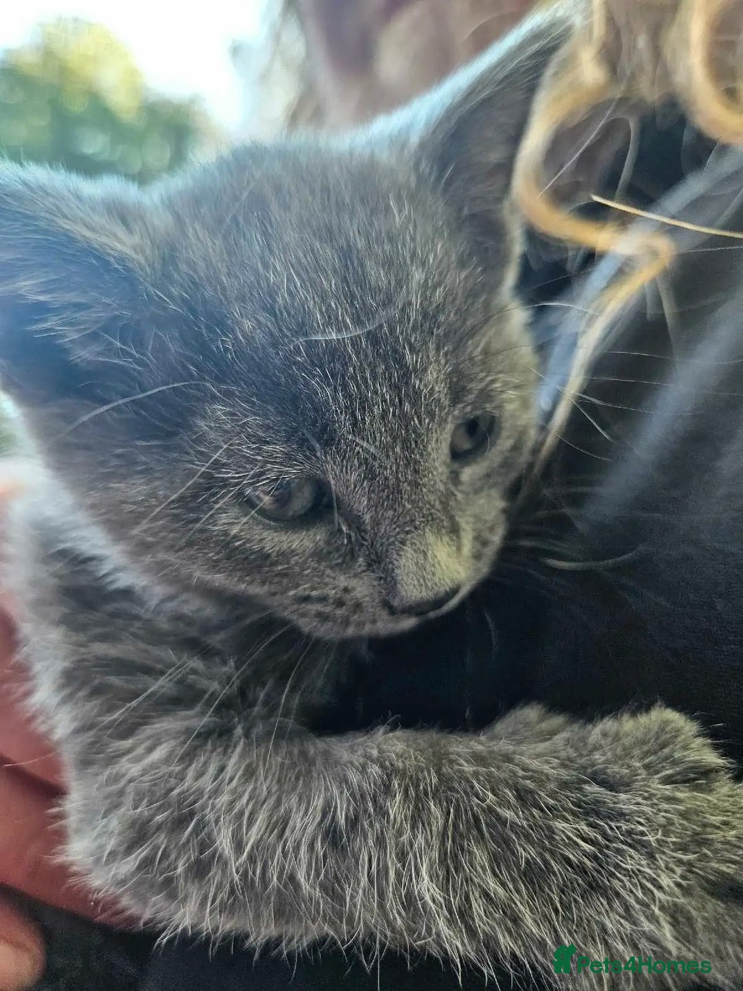 Russian Blue cats for sale: 🤎Healthy blue russians kitties so sweet - Image 2