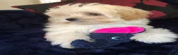 Maltipoo dogs for sale: Maltipoo puppies for sale  - Advert 9