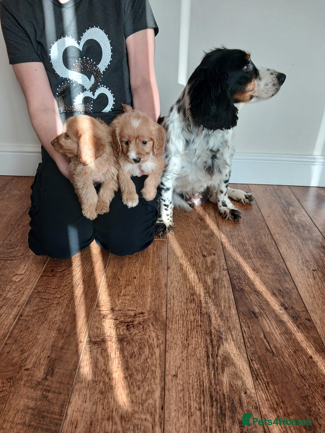 Cockapoo dogs for sale: Cockapoo puppies  - Advert 12