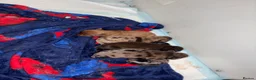 Miniature Dachshund dogs for sale: KC miniature dachshund puppies  - Advert 4