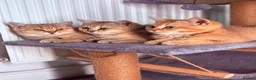 British Shorthair cats for sale: Ready Now /GCCF Golden BSH Kittens  - Advert 22