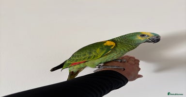 Parrots birds - Advert 9