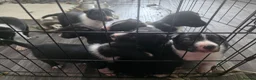 Border Collie dogs for sale: Border collie pups - Advert 3