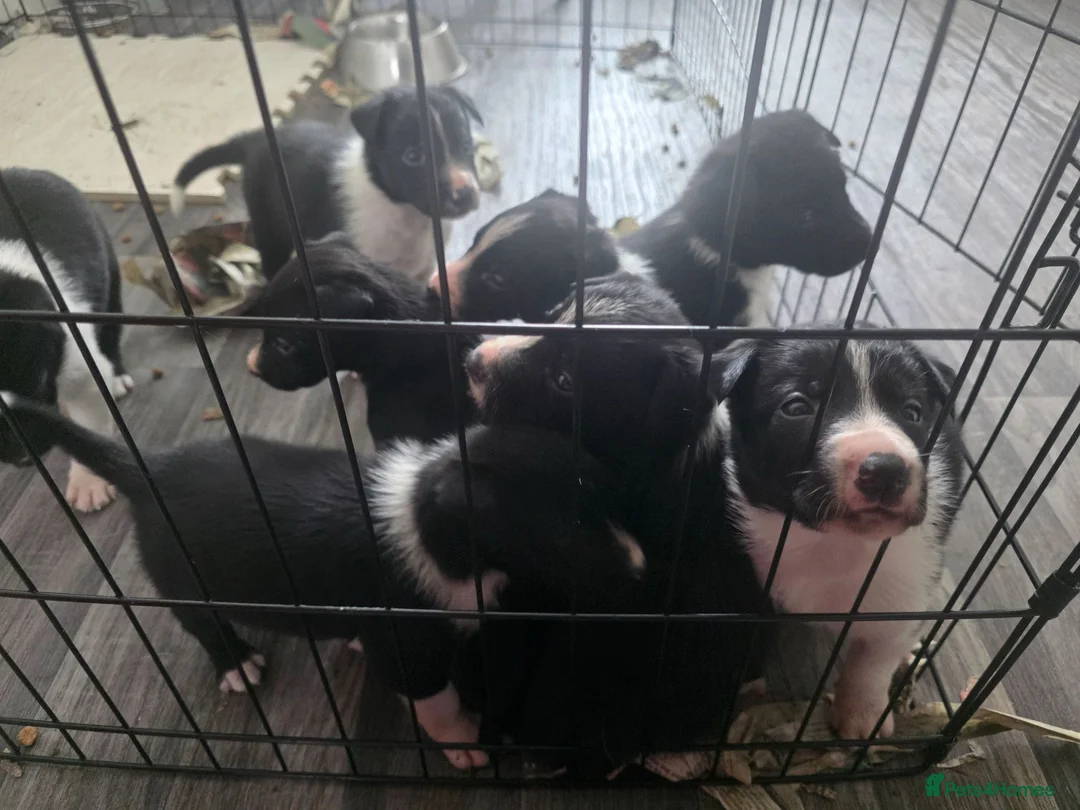 Border Collie dogs for sale: Border collie pups - Advert 3