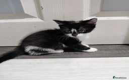 Mixed Breed cats for sale: 5 lovely kittens available  - Image 8