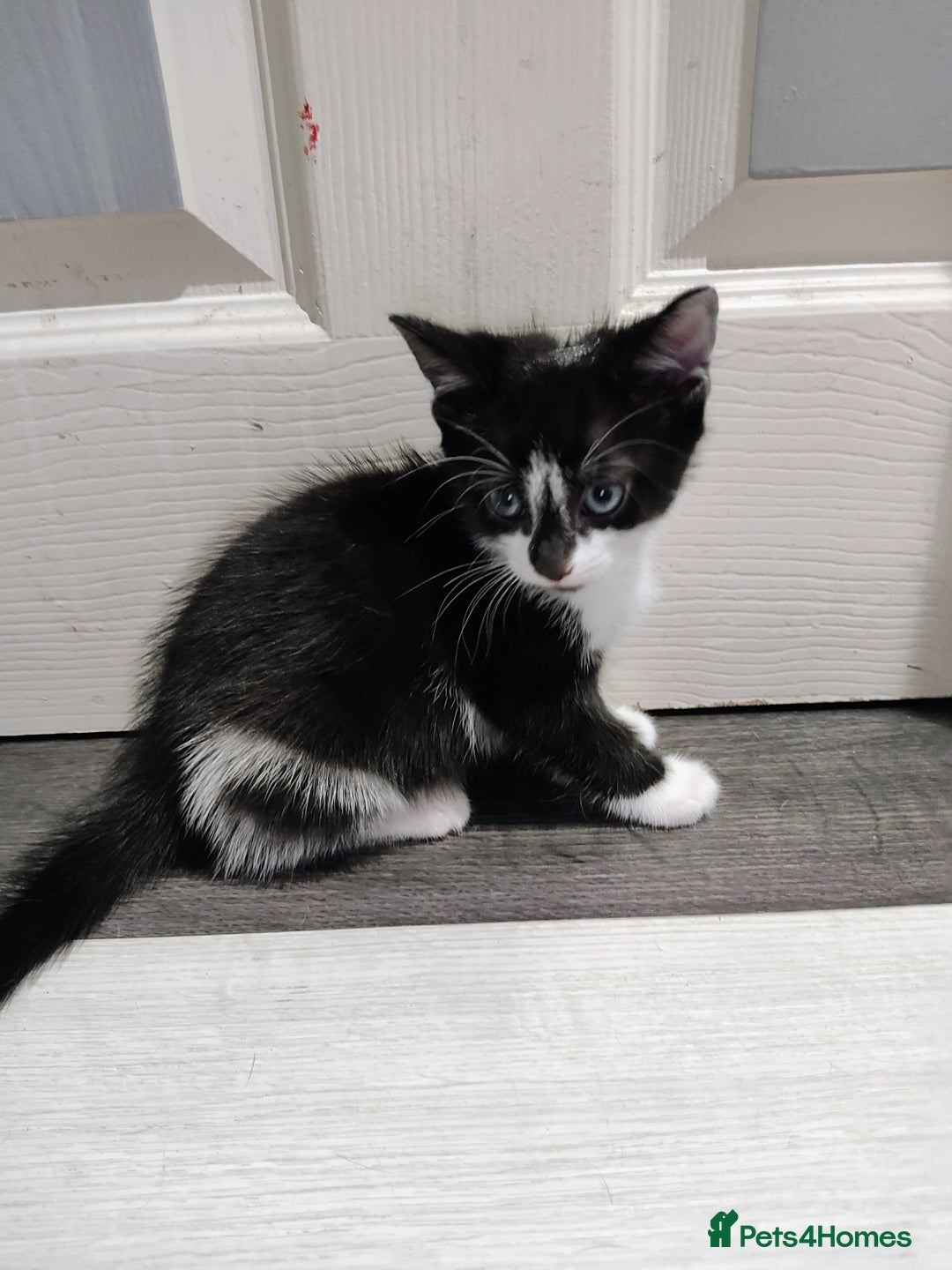 Mixed Breed cats for sale: 5 lovely kittens available  - Image 8