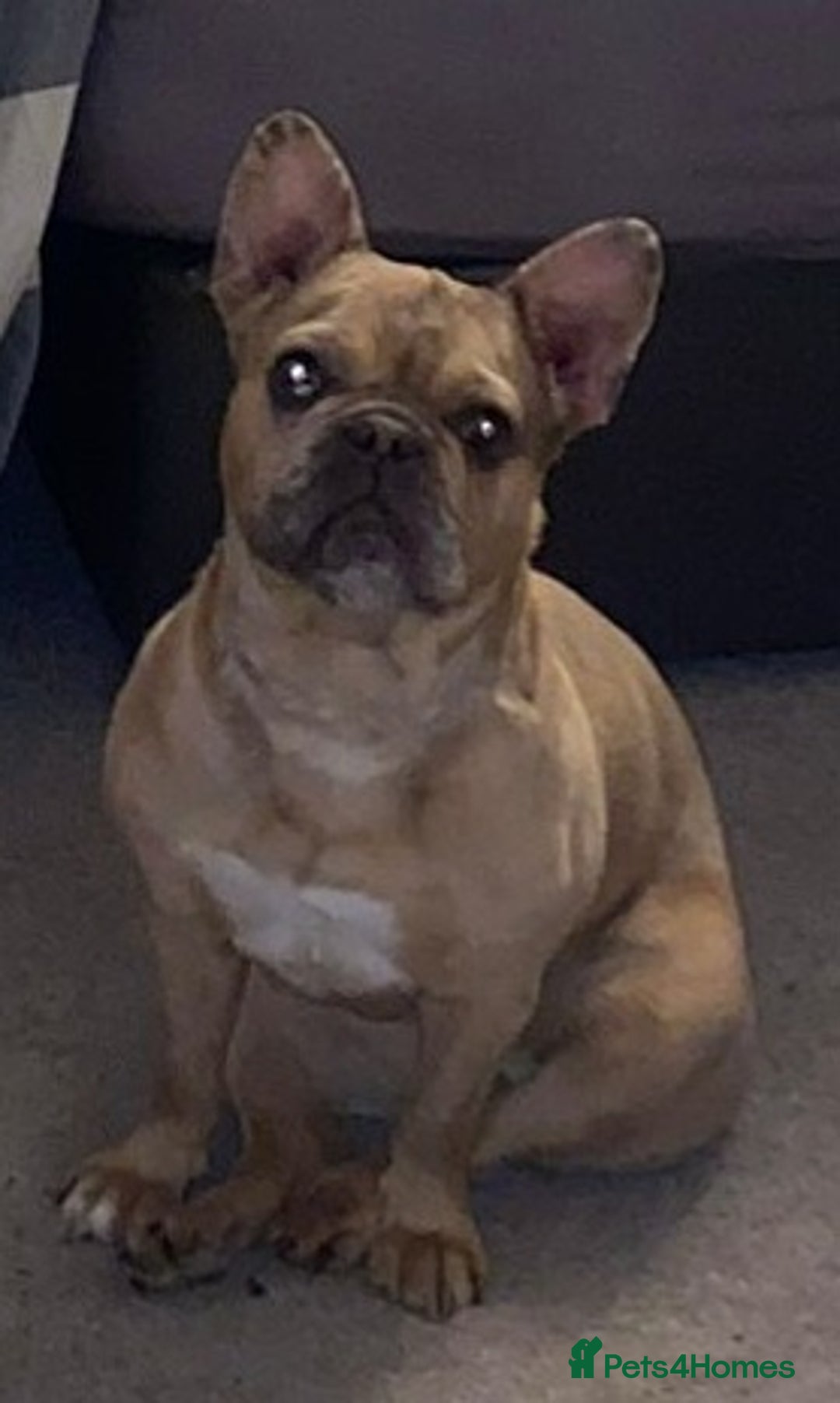 French Bulldog dogs for sale: French bulldog  - Image 4