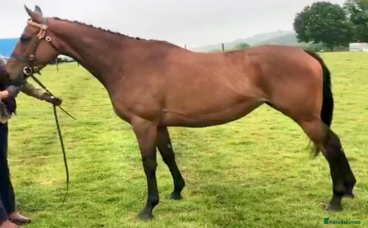 English Thoroughbred horses for sale - Advert 2