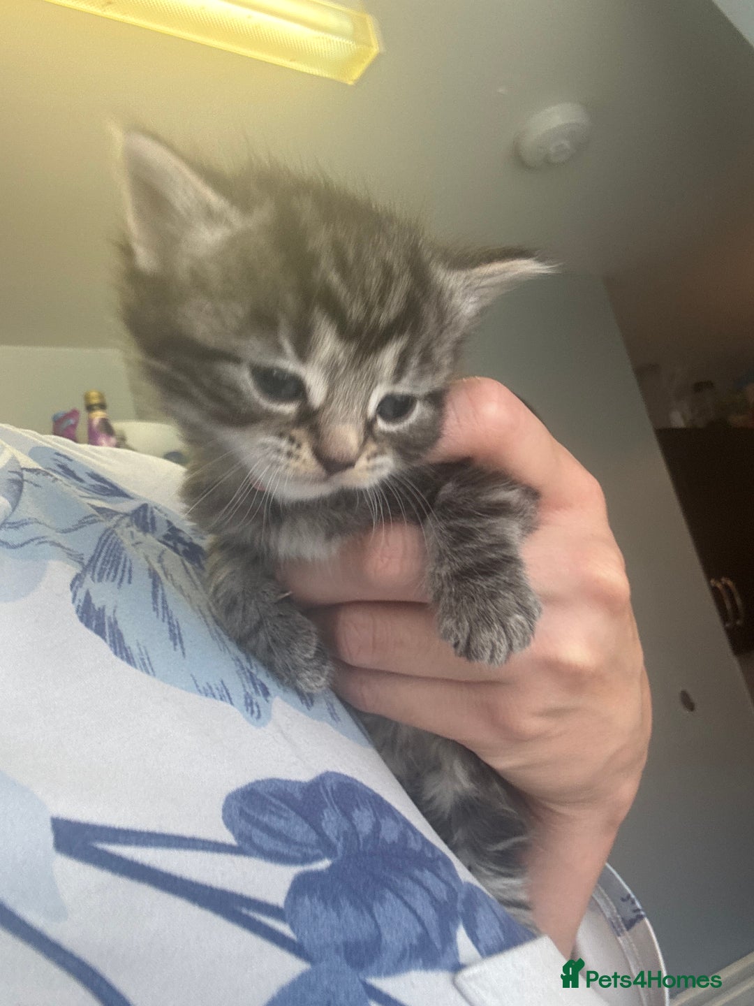 Domestic Shorthair cats for sale: Domestic short hair / long hair  - Image 10