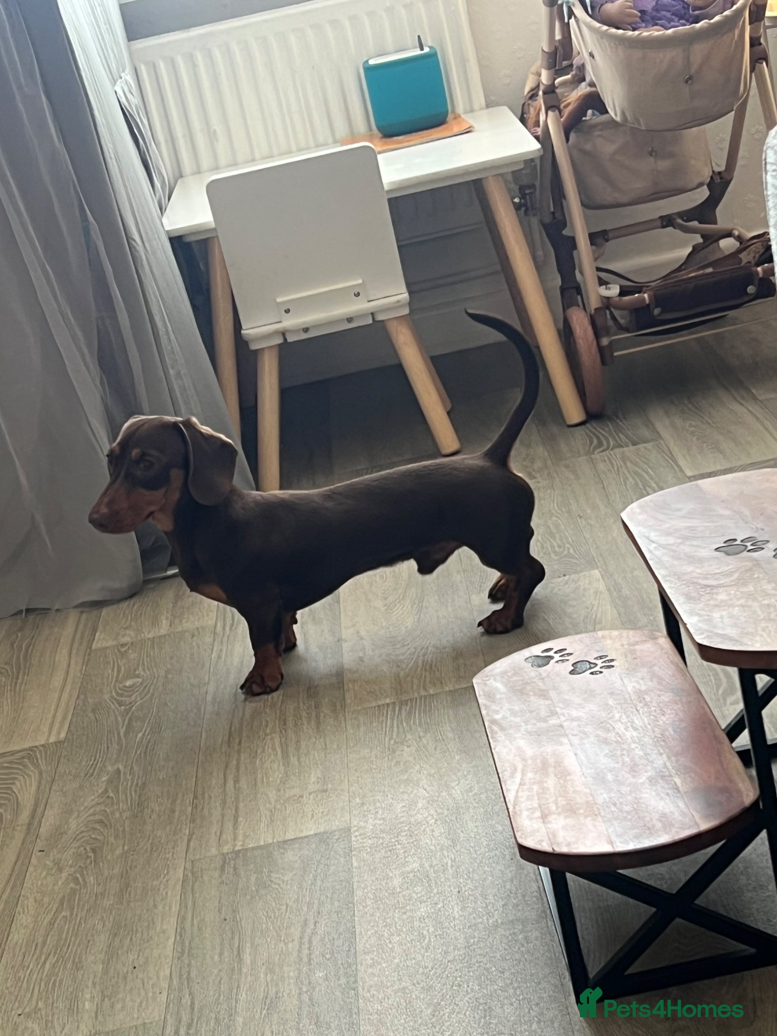 Miniature Dachshund dogs The handsome Chester  - Advert 6