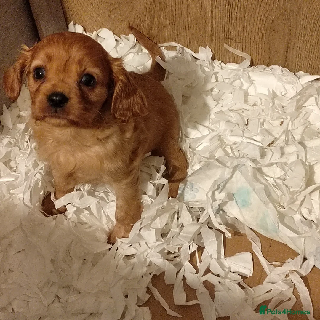 Cavalier King Charles Spaniel dogs for sale: Fully vaccinated and ready now 13 Feb  - Advert 3