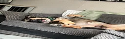 Mixed Breed dogs for sale: Maximus Merle English bulldog X German shepherd  - Advert 4
