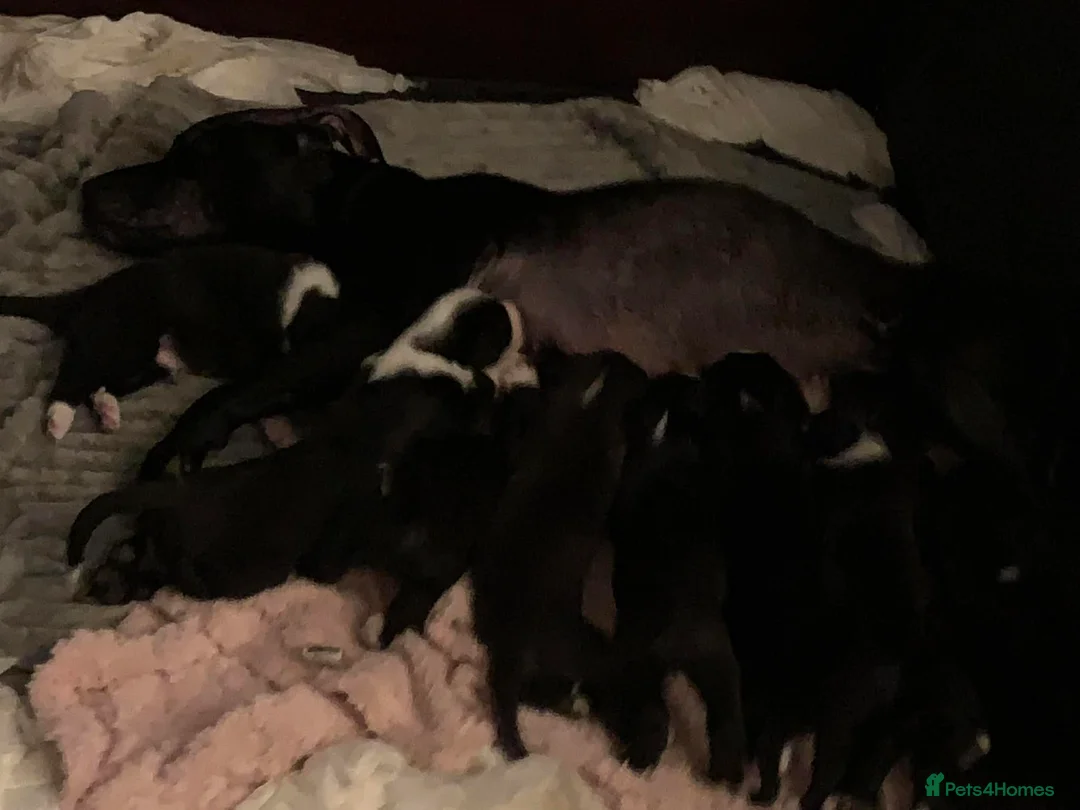 Mixed Breed dogs for sale: Lovey Husky Mix Puppies - Advert 1