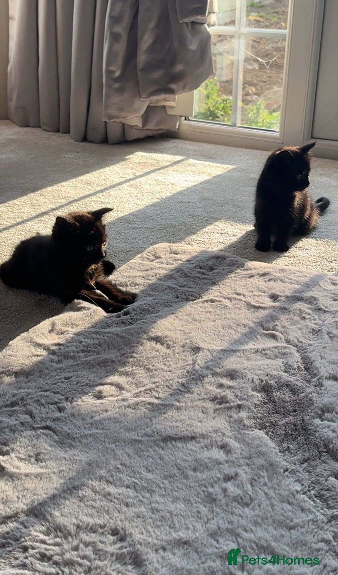 British Shorthair cats for sale: British Blue x kittens - Image 13
