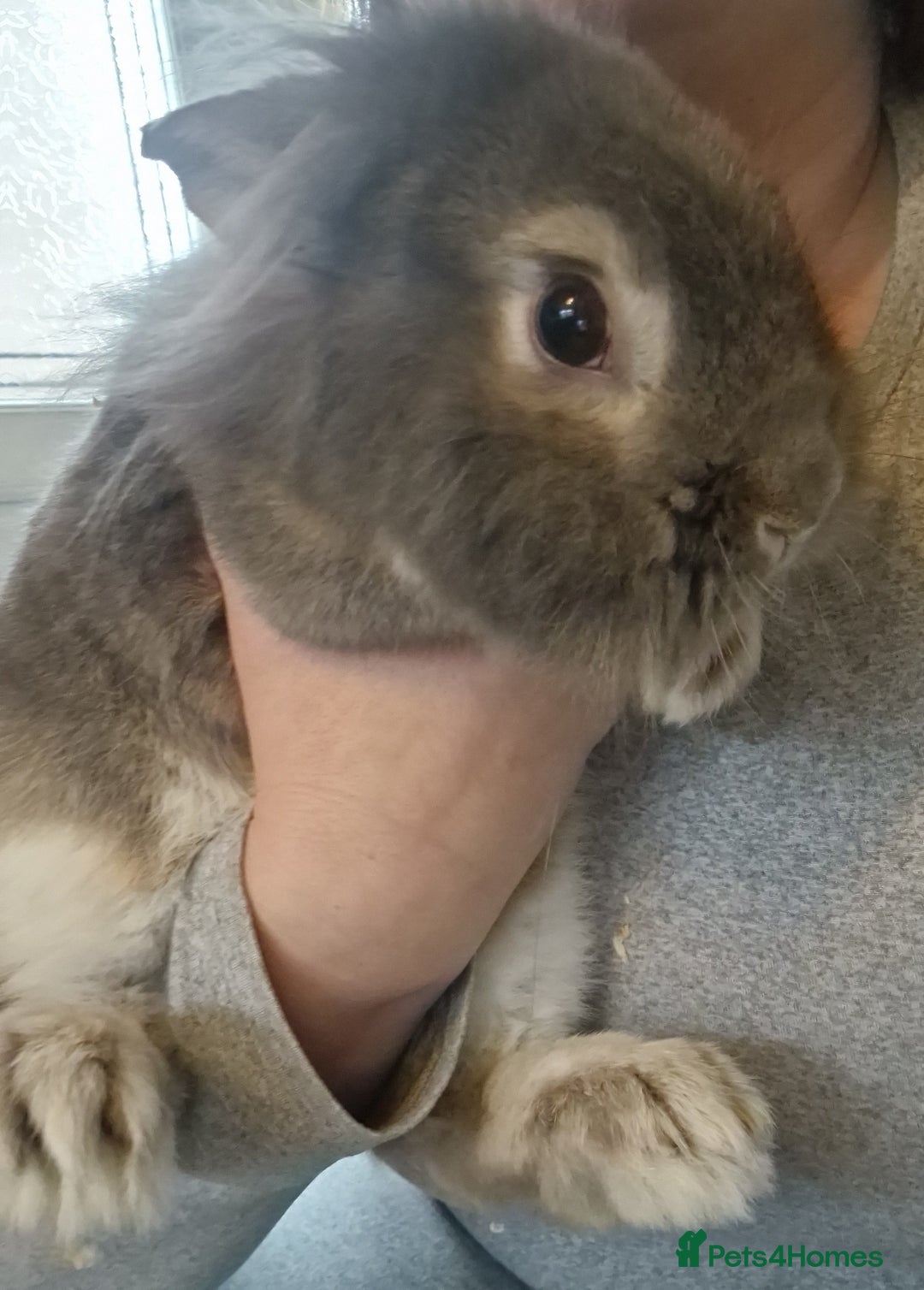 Lionhead rabbits for sale: Lion head bunny  - Advert 1