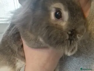 Lionhead rabbits Lion head bunny - Advert 6