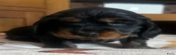 Cocker Spaniel dogs for sale: Show cocker spaniel puppies - Advert 4