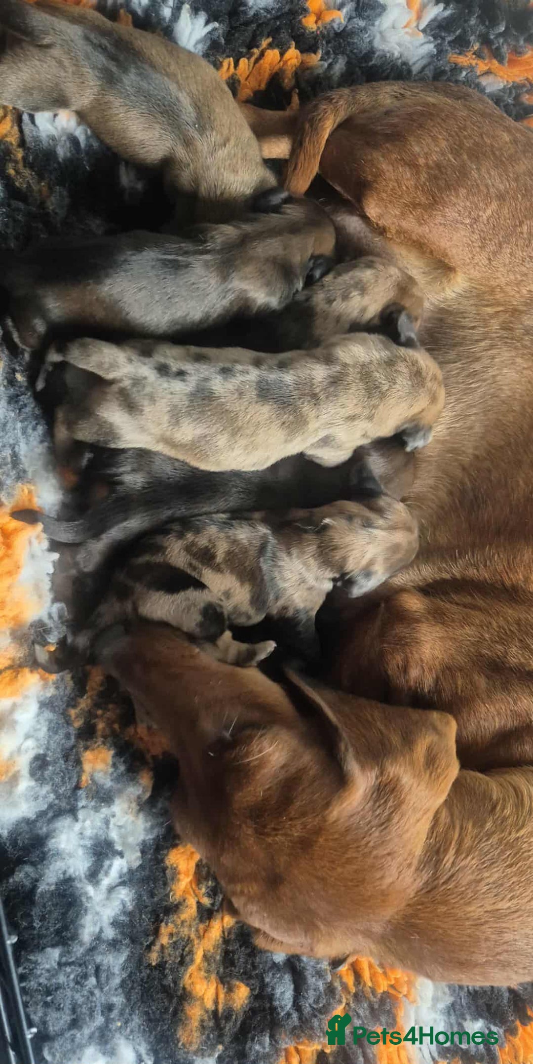 Miniature Dachshund dogs for sale: Kc miniature dachshund  - Image 19