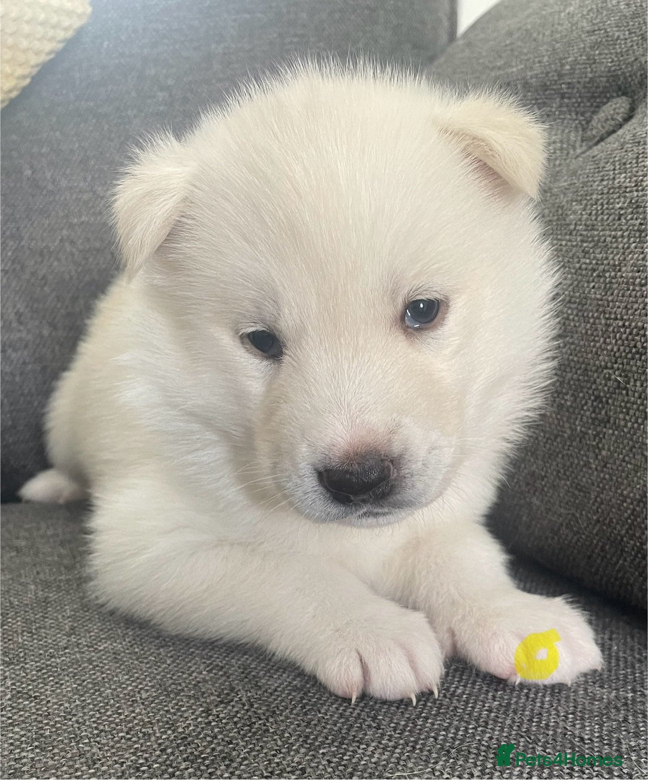 Siberian Husky dogs Siberian husky puppies  - Advert 11