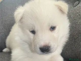 Siberian Husky dogs Siberian husky puppies - Advert 11