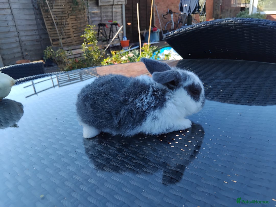 Mini Lop rabbits for sale: 3 lovely mini lop males for sale - Image 7