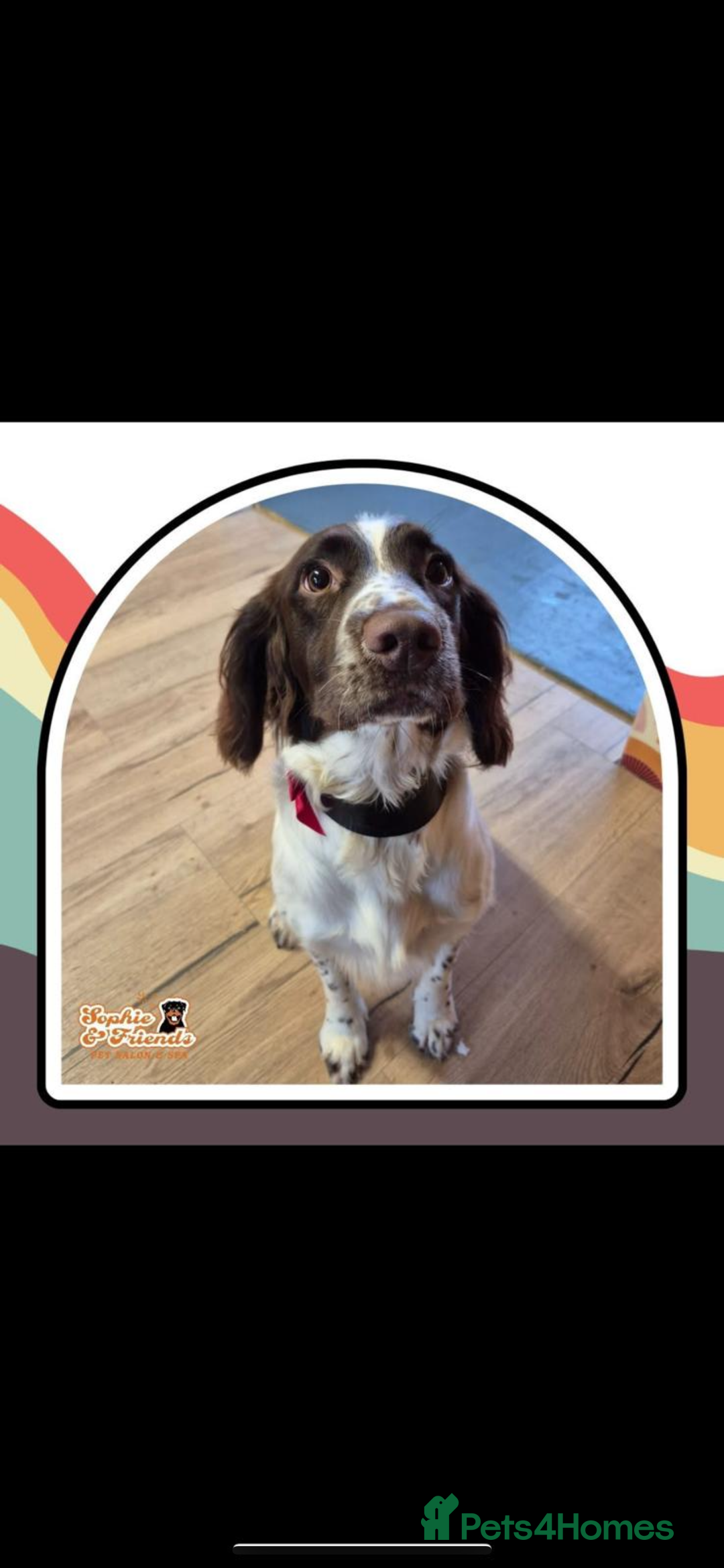 English Springer Spaniel dogs for sale: Sussie  - Advert 1