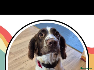 English Springer Spaniel dogs Sussie - Advert 1