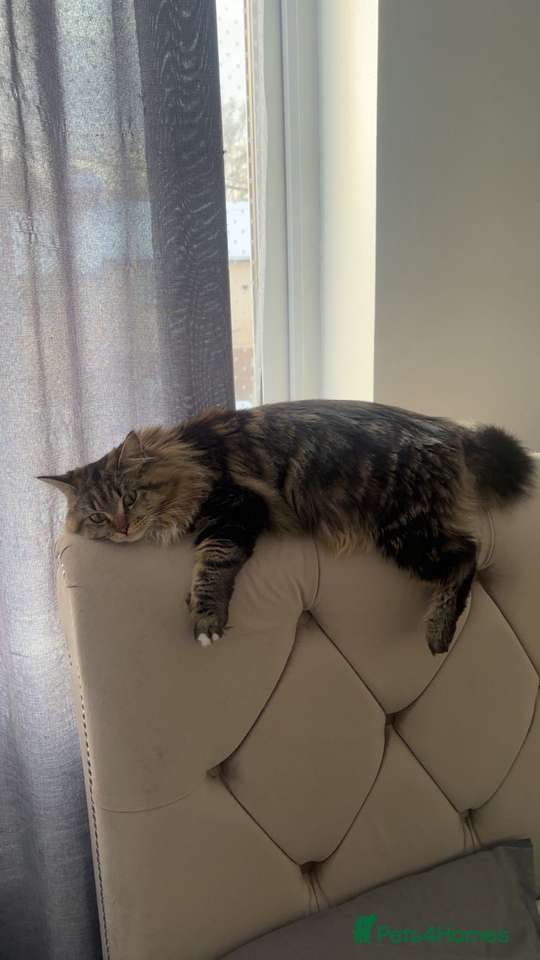 Maine Coon cats for sale: Maine Coon  - Advert 5