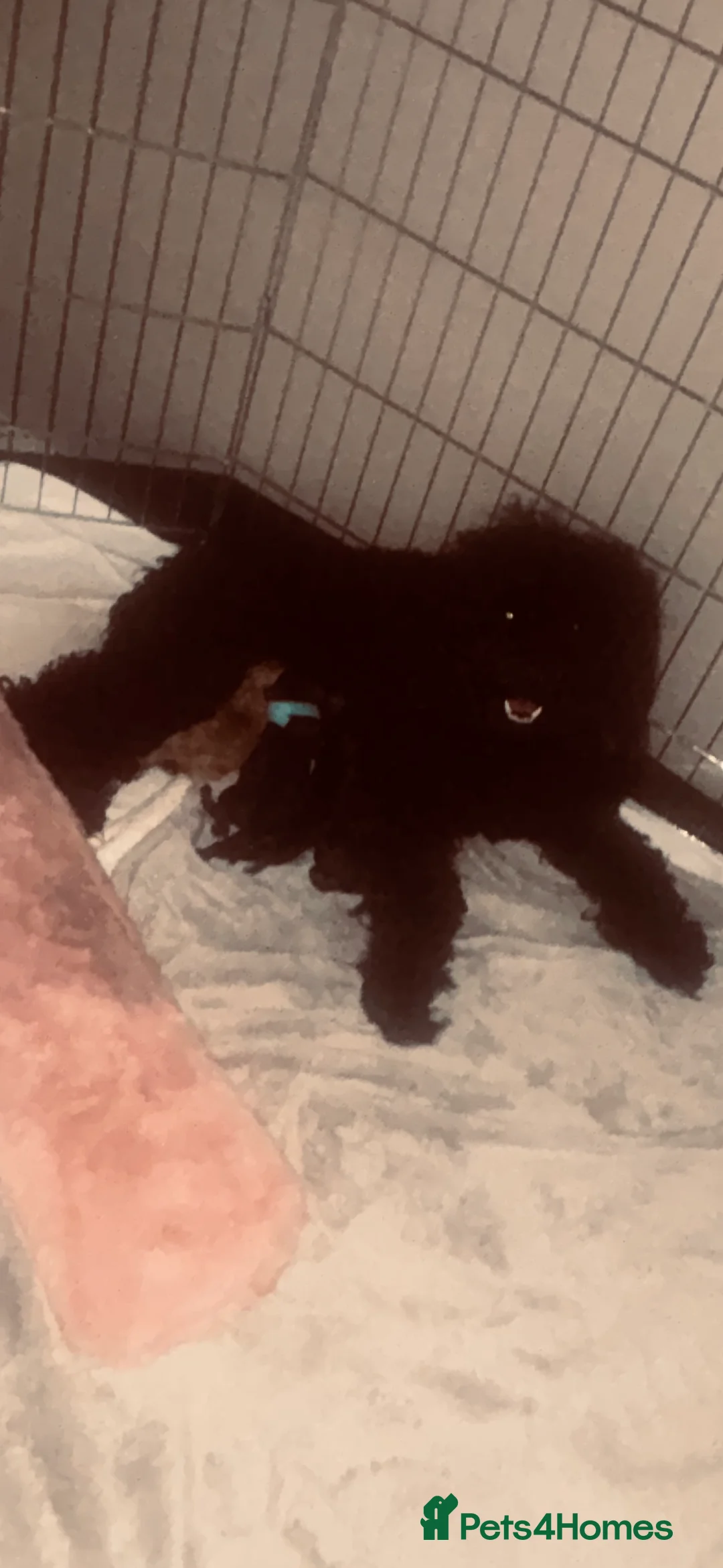 Cavapoo dogs for sale: F1b Toy Cavapoo pups - Advert 2