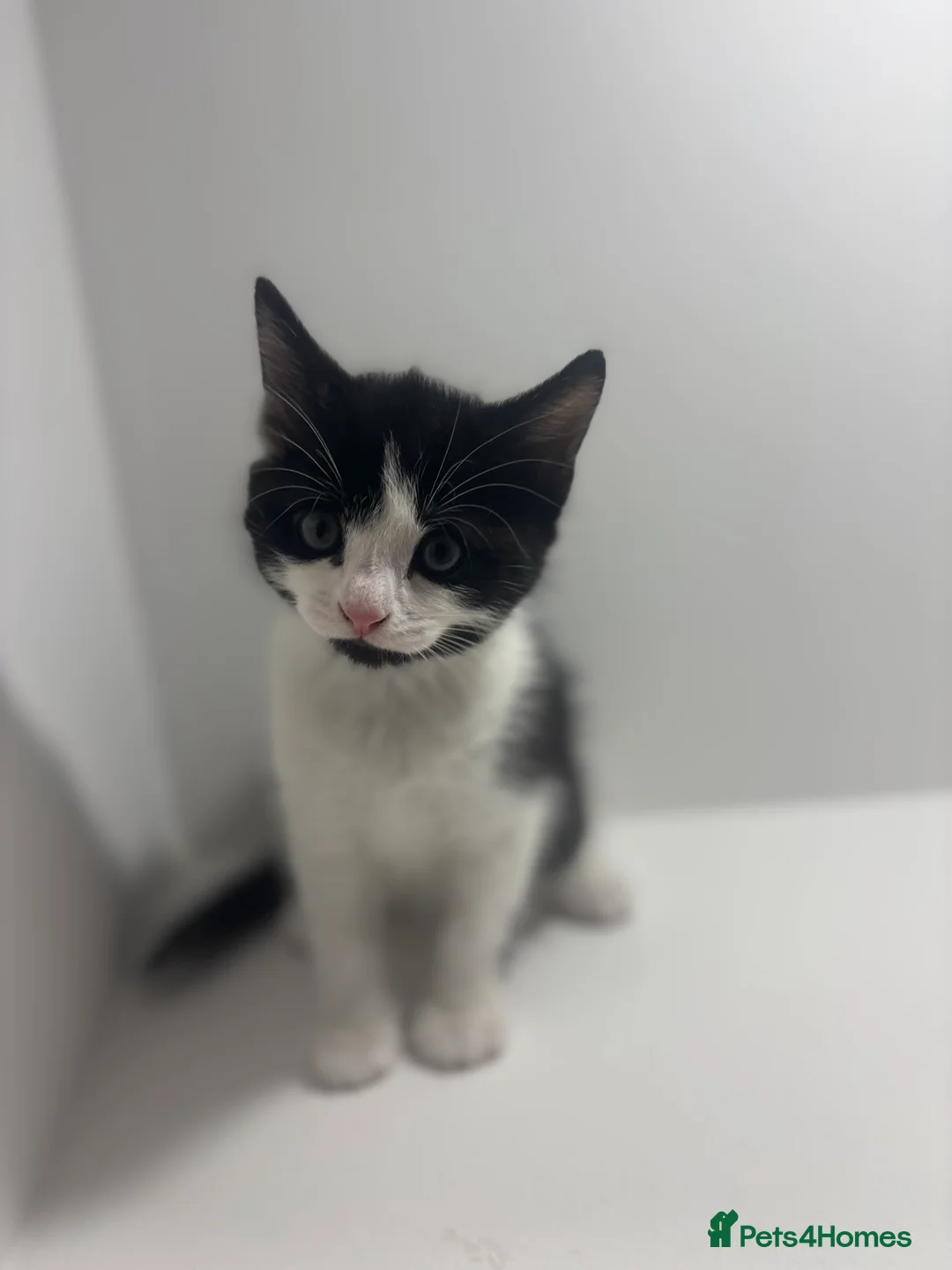 Mixed Breed cats for sale: 4 gorgeous kittens  - Advert 2