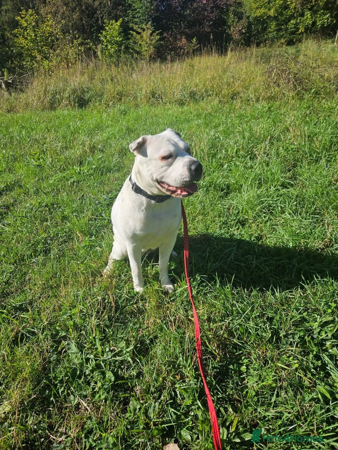 Mixed Breed dogs for adoption: Izzy  - Image 15