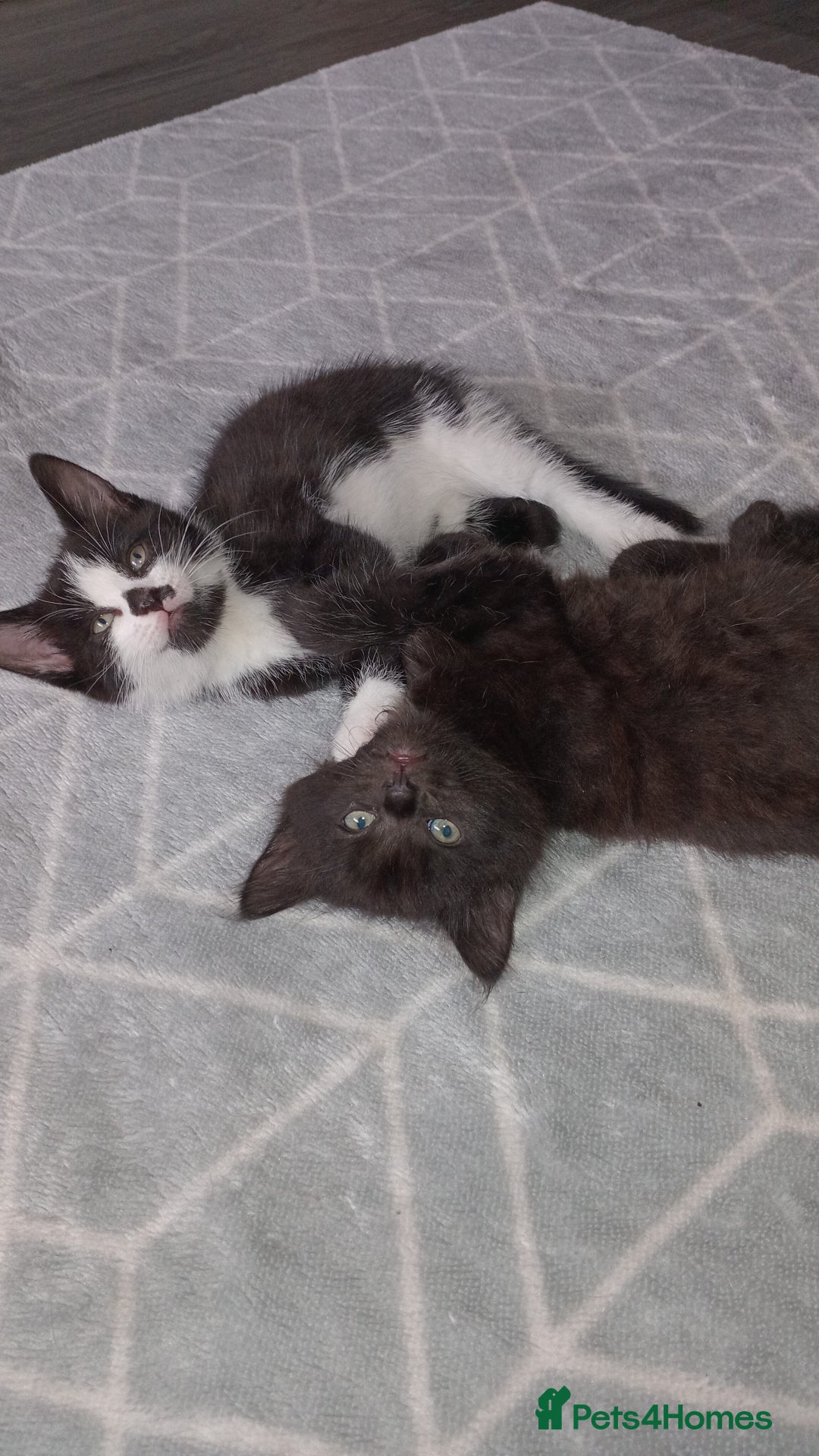Burmese cats for sale: Kittens - Image 1