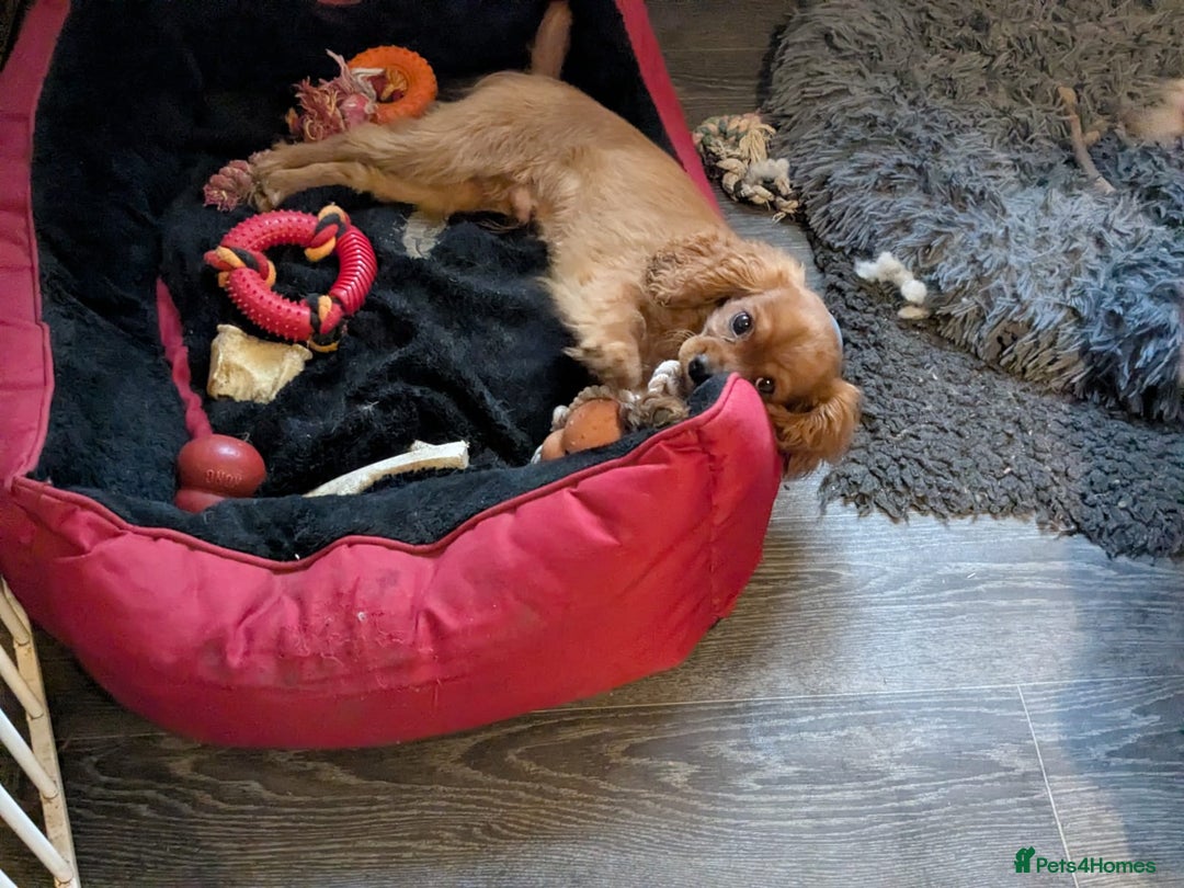Cavalier King Charles Spaniel dogs for sale: Ruby boy available - fully vaccinated - Advert 1