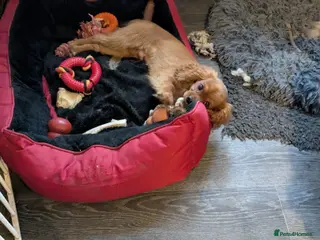 Cavalier King Charles Spaniel dogs Ruby boy available - fully vaccinated - Advert 5