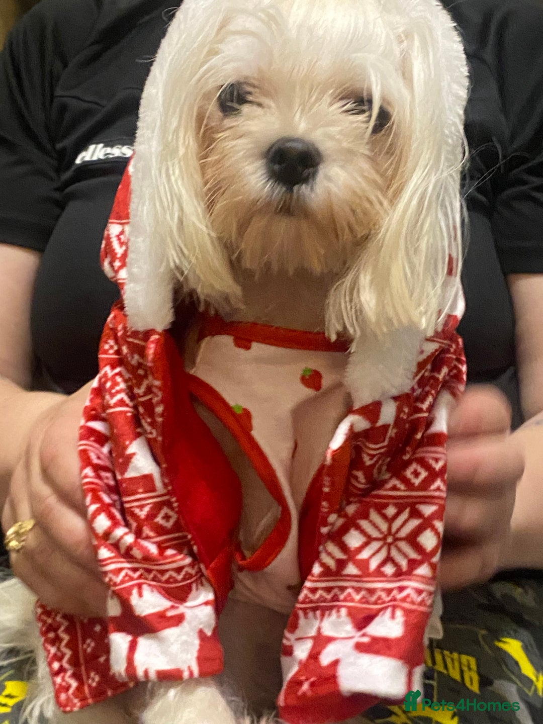 Maltipoo dogs for sale: Rare micro toy teddyface Korean/Asian maltipoos😍 - Advert 9