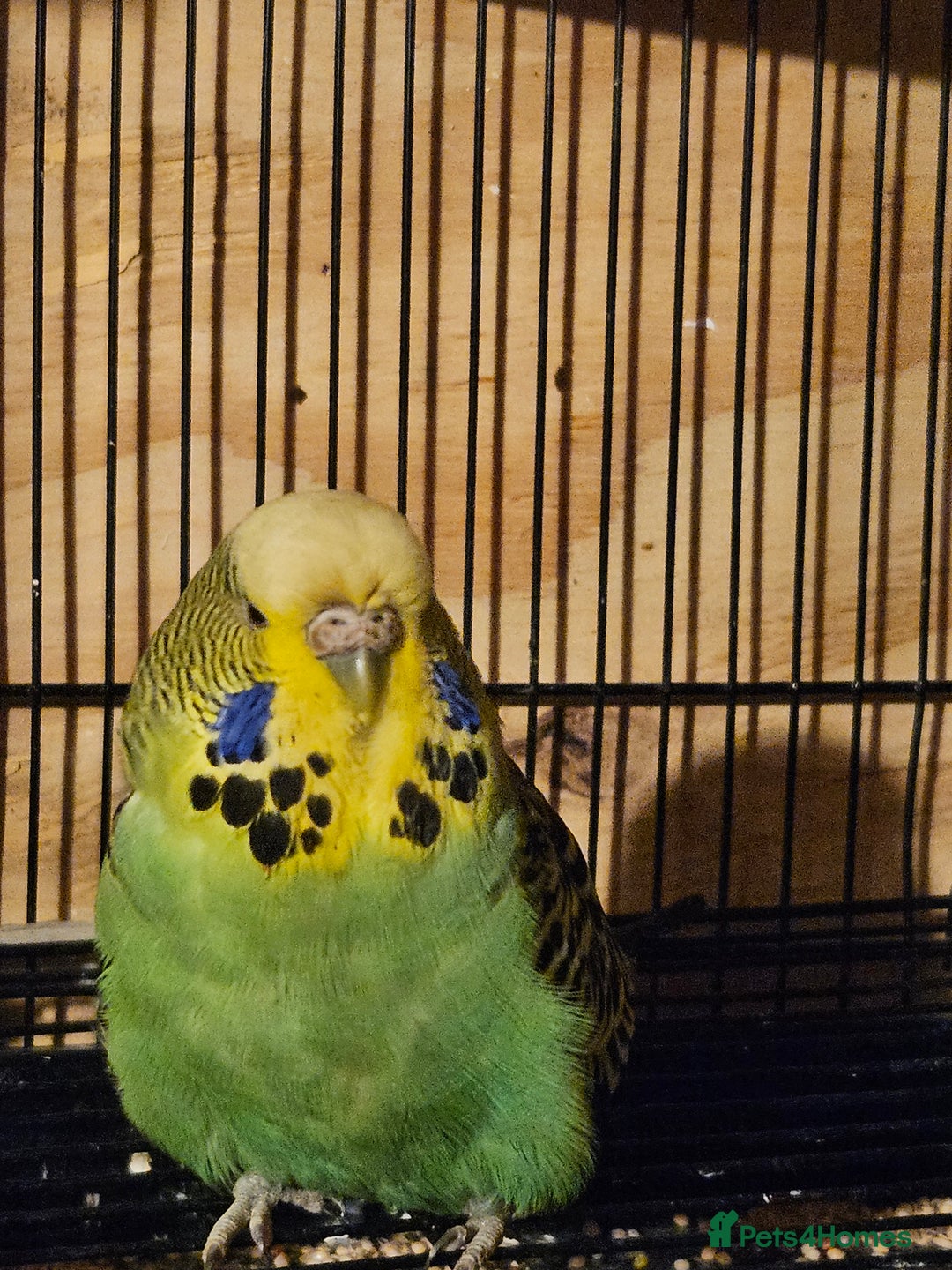Budgerigars birds for sale: Young Budgies for Sale - Advert 5