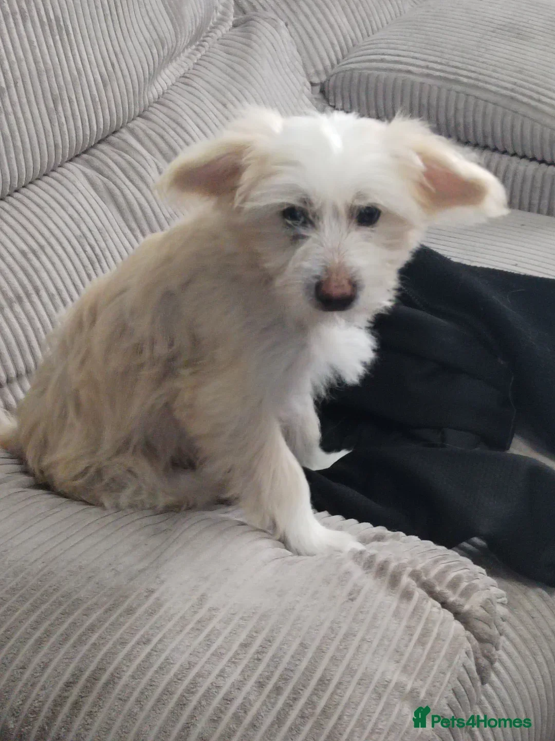 Chinese Crested dogs for sale: beautiful Chinese crested Cream Hairy Hairless boy - Image 3