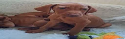 Hungarian Vizsla dogs for sale: Hungarian Vizsla puppies 1 girl and 1 boy - Advert 9