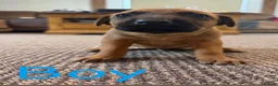 Belgian Shepherd Dog dogs for sale: 5 Dutch Shepard x Belgian malinois puppies in Salisbury - Advert 5